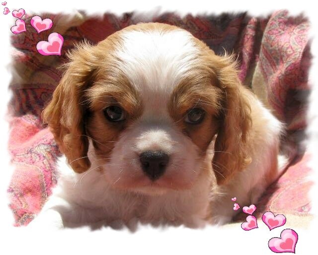 Chiot Cavalier King Charles Spaniel du Domaine De Justival