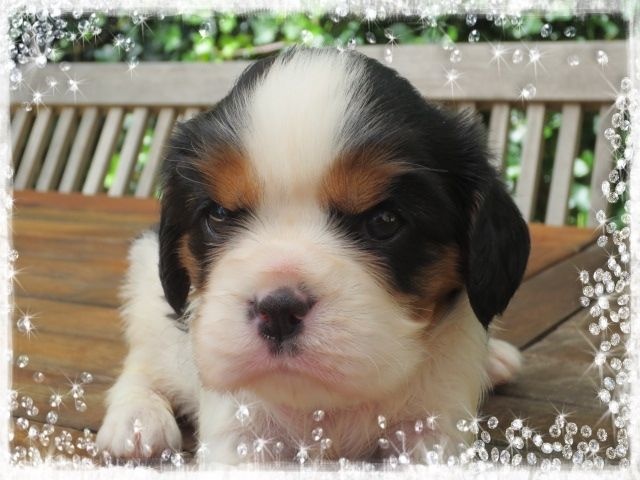 Chiot Cavalier King Charles Spaniel du Domaine De Justival