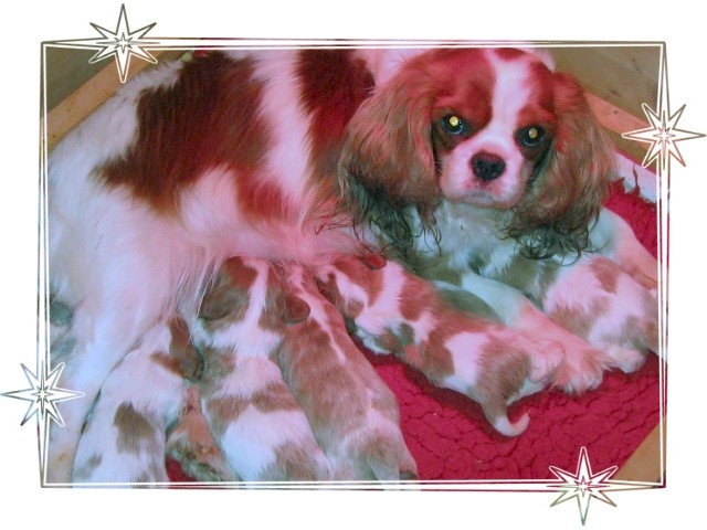 du Domaine De Justival - Cavalier King Charles Spaniel - Portée née le 01/01/2011